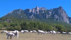 Le Pic de Bugarach dominant le village.